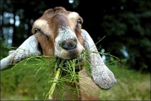 bocas del toro bocas villas goat dinner