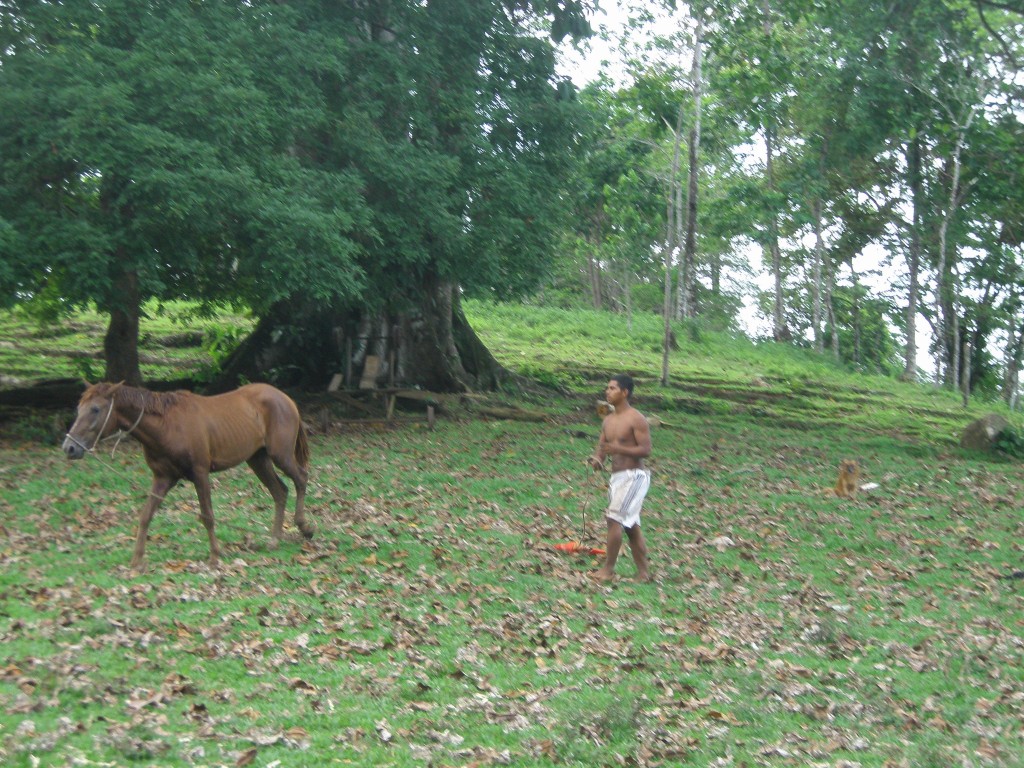 bocas del toro - bocas villas dolphin bay horseback riding tour