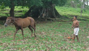 bocas-del-toro-bocas-villas-dolphin-bay-horseback-riding-tour
