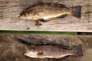 bocas-del-toro-fishing-grouper