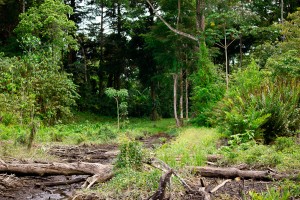 bocas-del-toro-jungle-walk